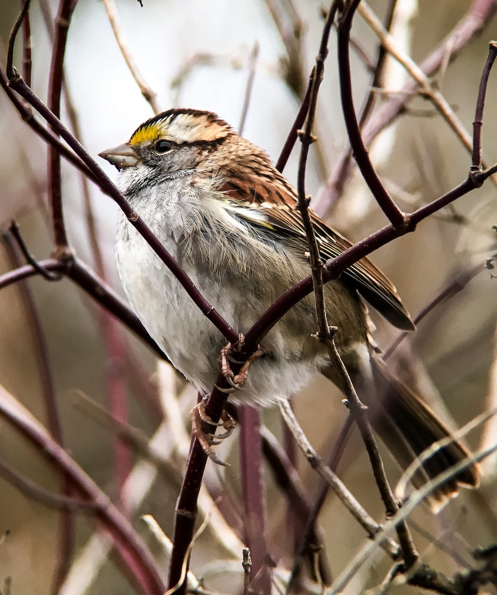 White-throated Sparrow - ML22638391