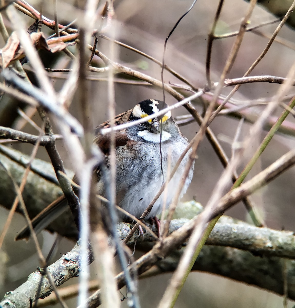 White-throated Sparrow - ML22638431