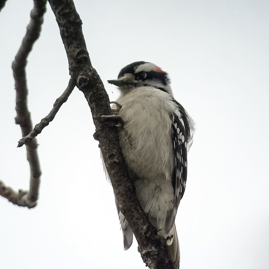 Downy Woodpecker - ML22638681