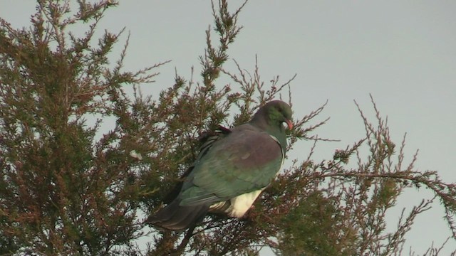 New Zealand Pigeon - ML226392381