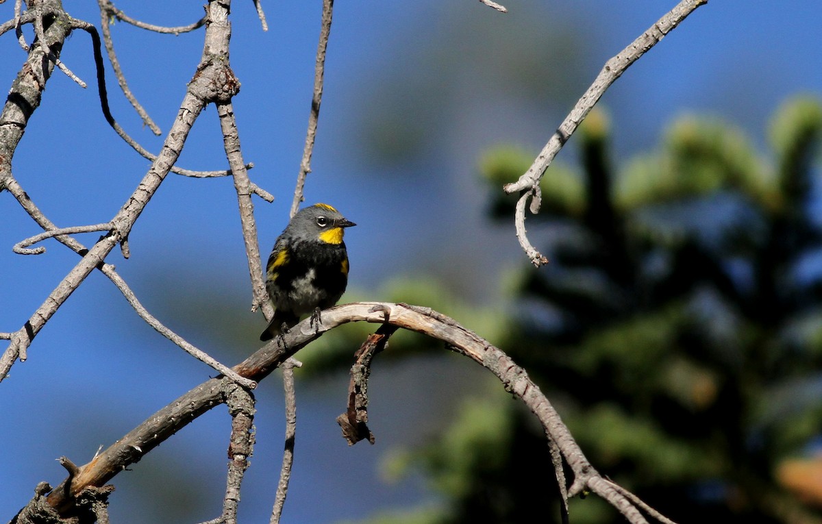 Yellow-rumped Warbler (Audubon's) - ML22639311