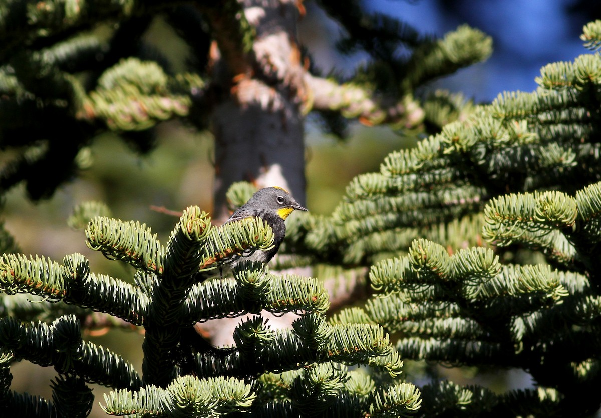 Yellow-rumped Warbler (Audubon's) - ML22639381