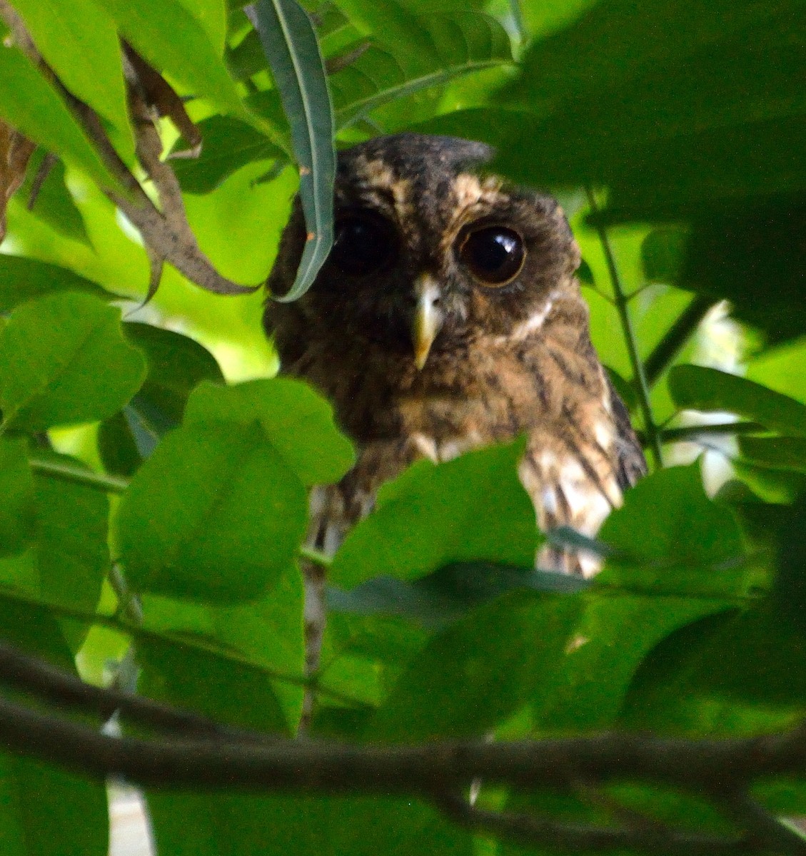 Mottled Owl - Orlando Jarquín