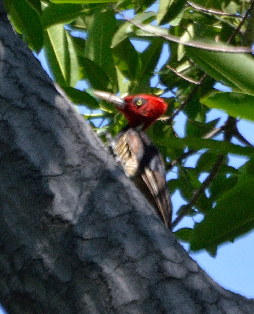 Pale-billed Woodpecker - ML226398021