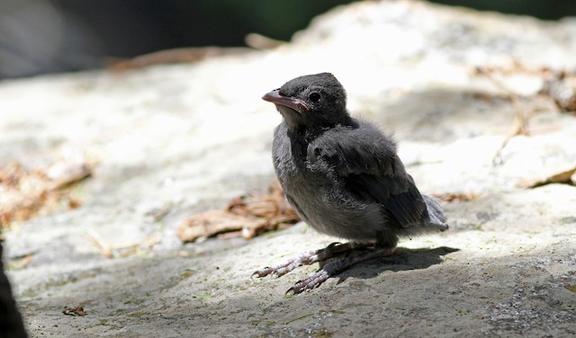 Plumages, Molts, and Structure - Blue Jay - Cyanocitta cristata - Birds of  the World