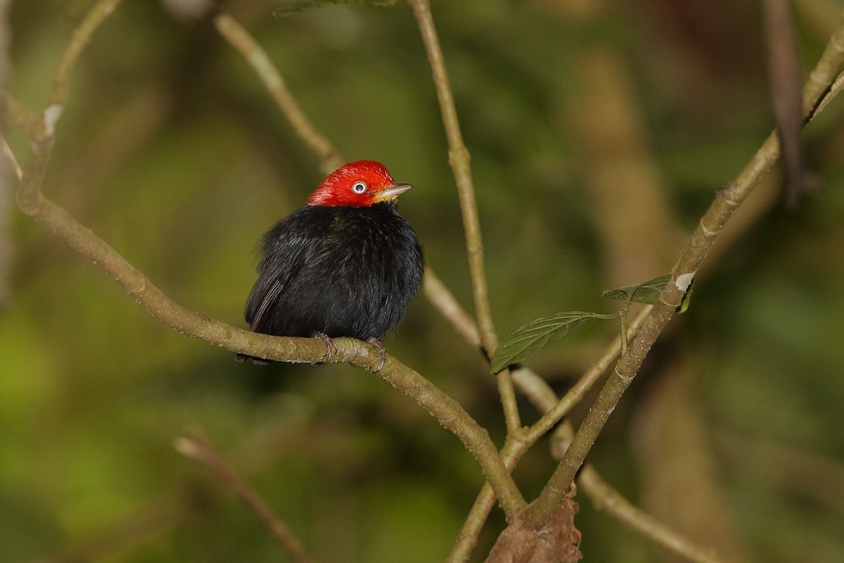 Red-capped Manakin - ML226401401