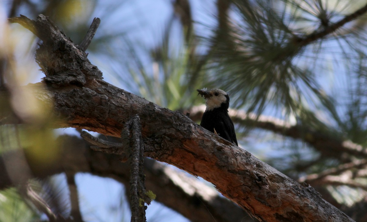 White-headed Woodpecker - ML22640261