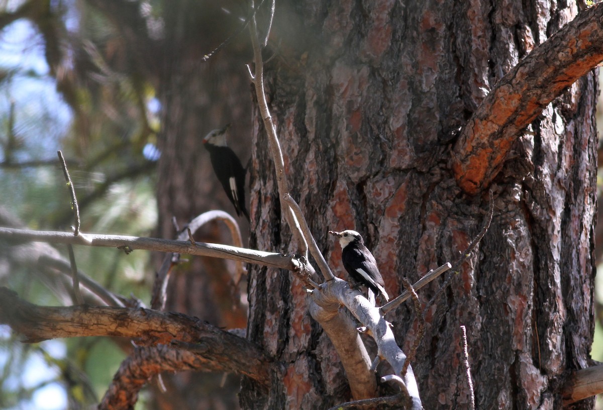 White-headed Woodpecker - ML22640321