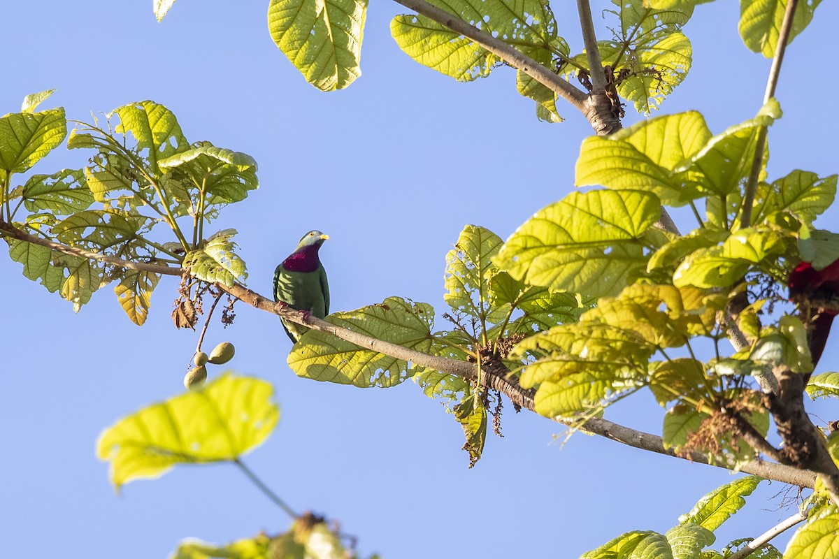 Claret-breasted Fruit-Dove - ML226404381