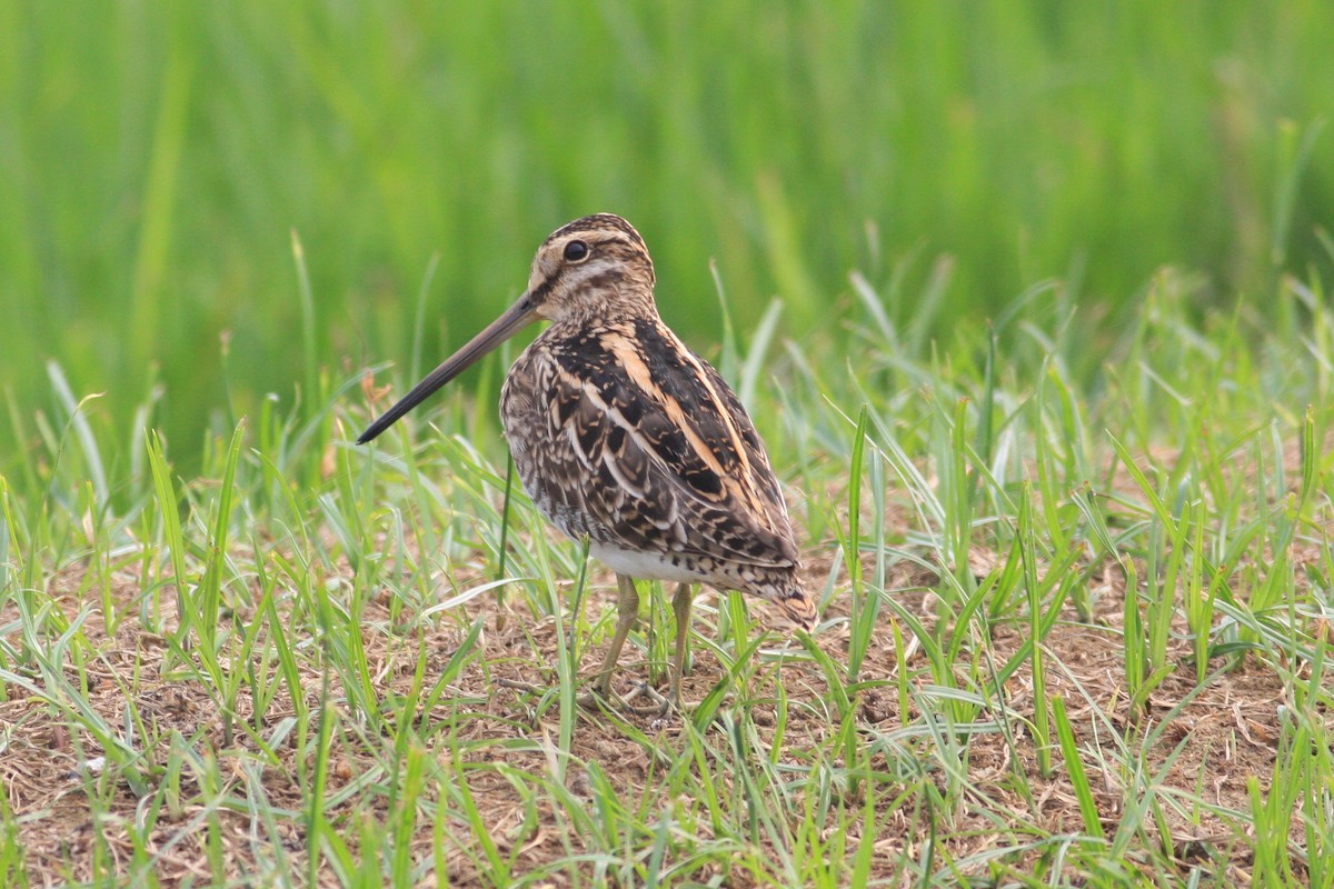 Common Snipe - Oscar Campbell
