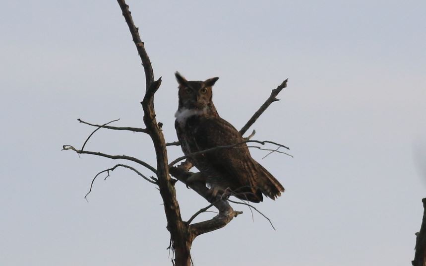 Great Horned Owl - Kenny BirdingRx