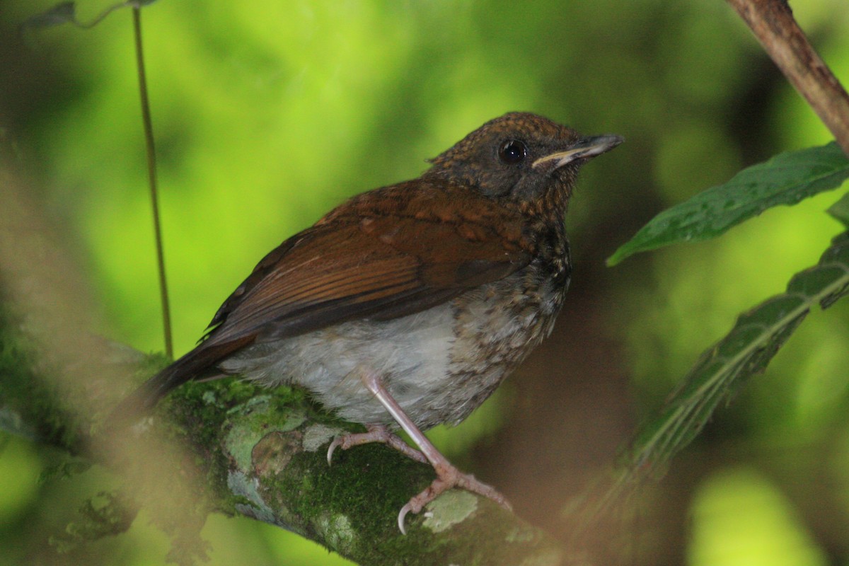 Red-throated Alethe - ML226409171