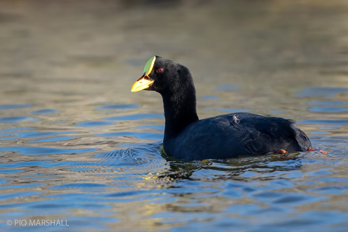 Red-gartered Coot - ML226413461
