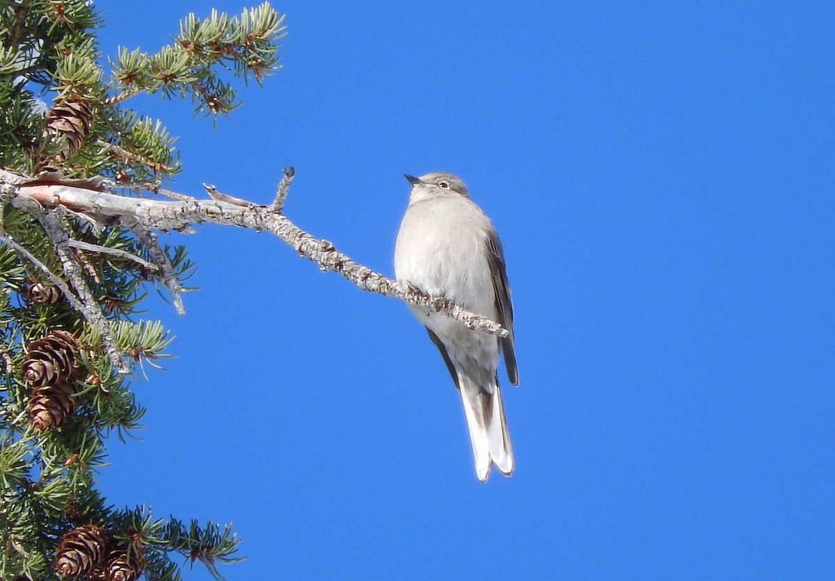Townsend's Solitaire - ML22641501
