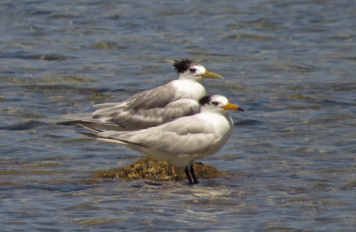 Chinese Crested Tern - ML226417891