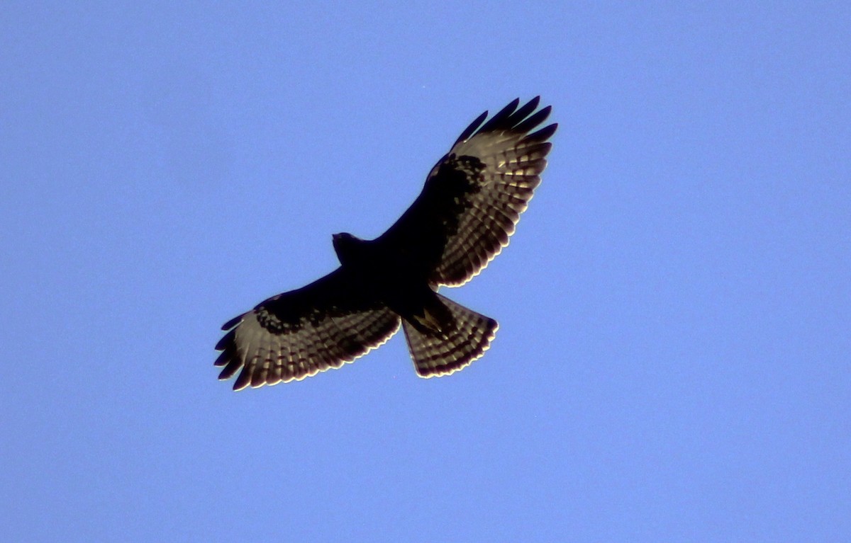 Short-tailed Hawk - Mario Trejo