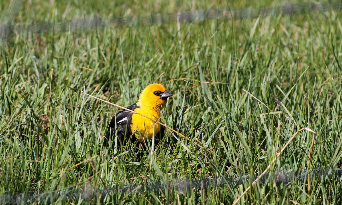 Yellow-headed Blackbird - ML22642221