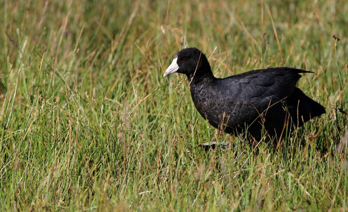 American Coot (Red-shielded) - ML22642231