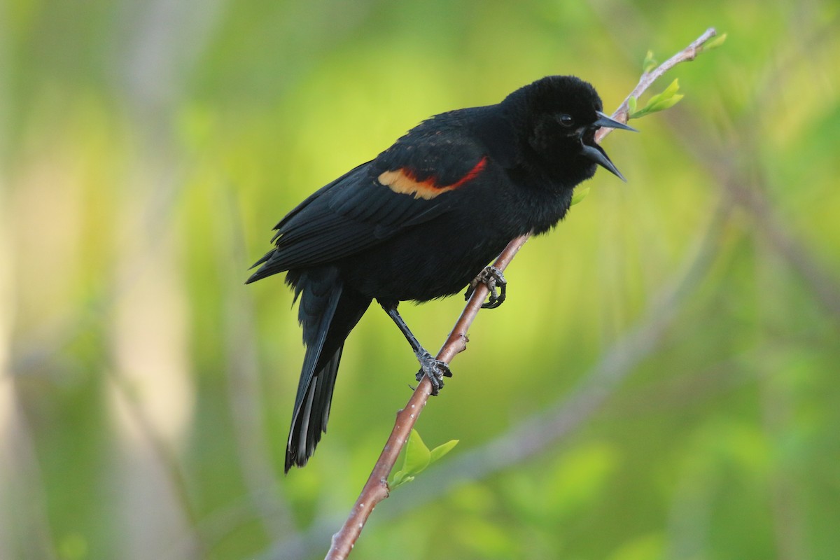 Red-winged Blackbird - ML226426351