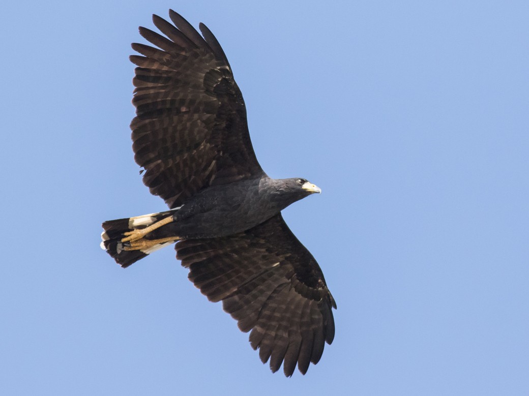 Black Hawk Bird Logo