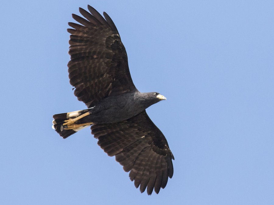 Aguila Negra - eBird Argentina