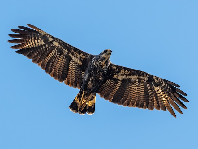 Photos - Great Black Hawk - Buteogallus urubitinga - Birds of the World