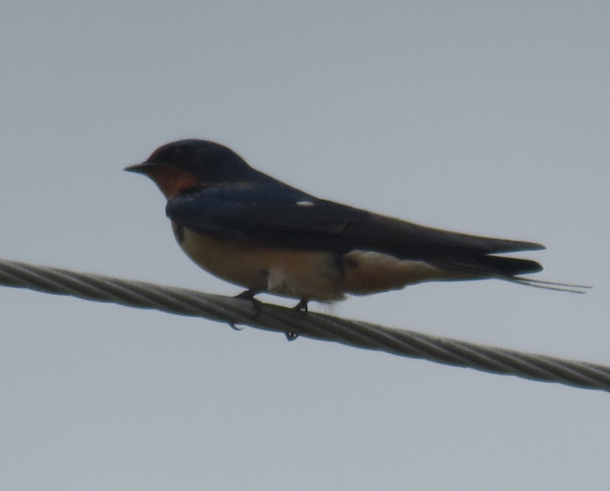 Barn Swallow - Bill Wright_cc