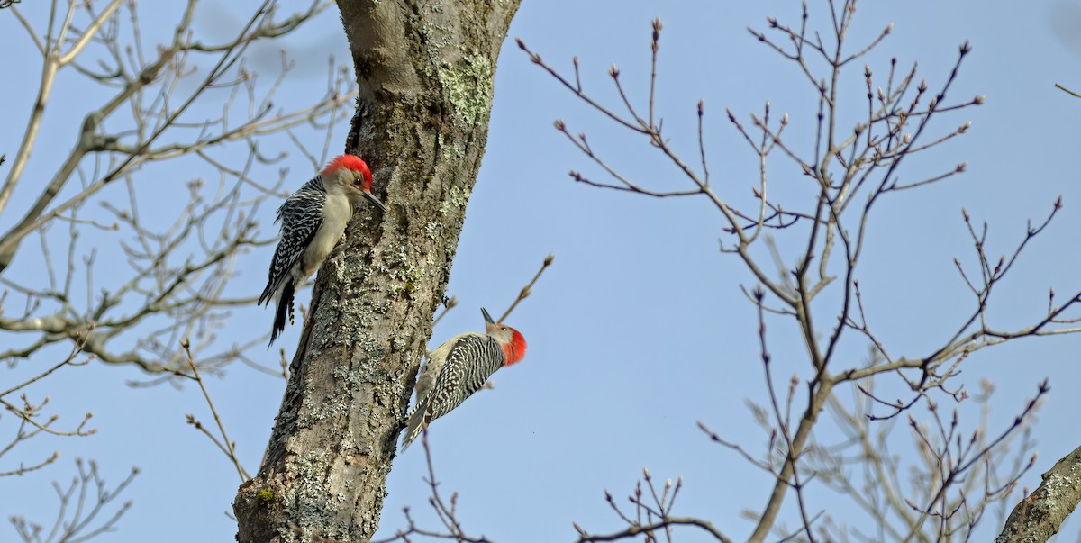 Red-bellied Woodpecker - ML226431191