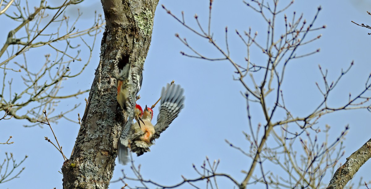 Red-bellied Woodpecker - ML226431271
