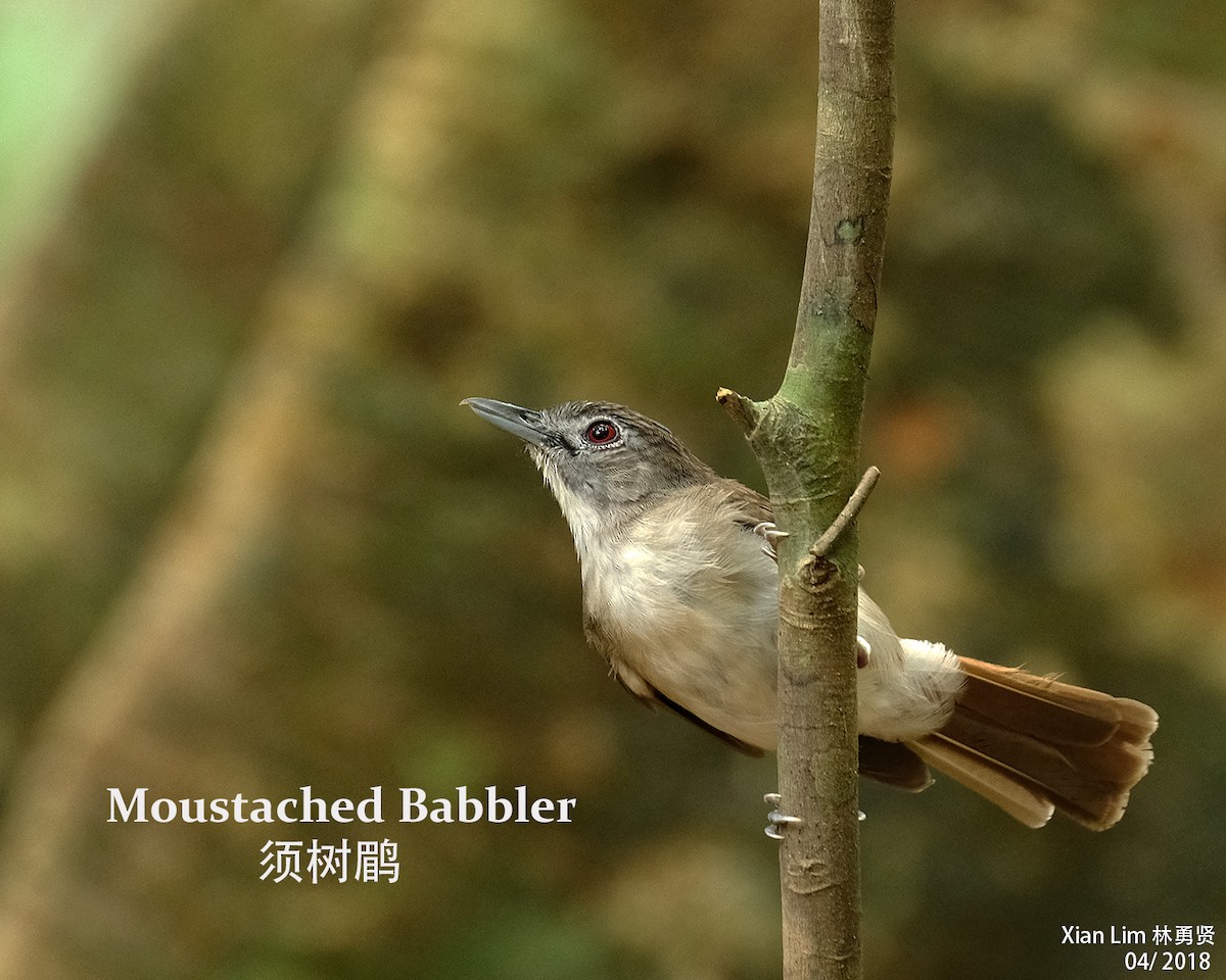 Moustached Babbler - Lim Ying Hien