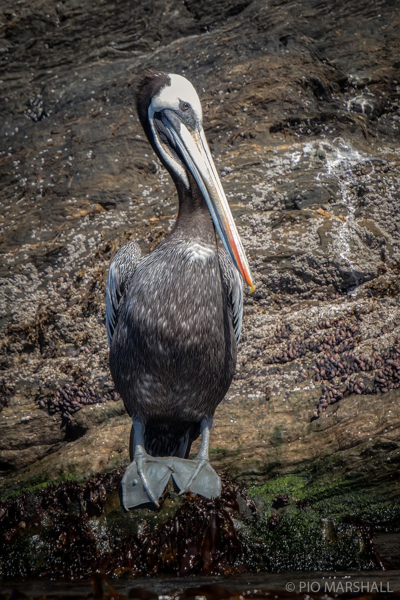 Peruvian Pelican - Pio Marshall