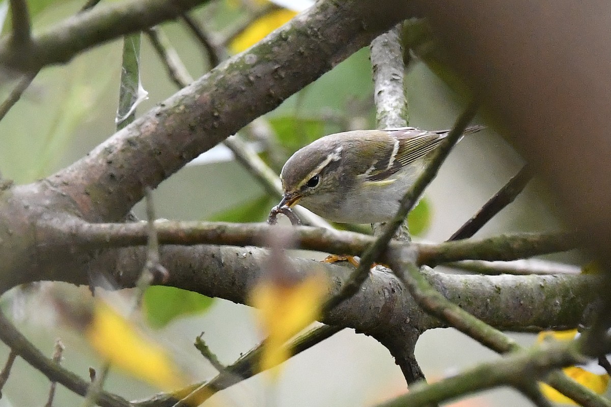 Yellow-browed Warbler - ML226445191