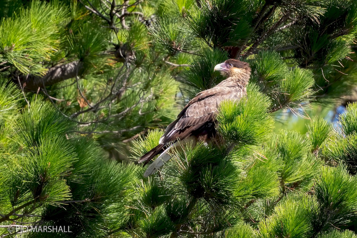 Crested Caracara (Southern) - ML226445591