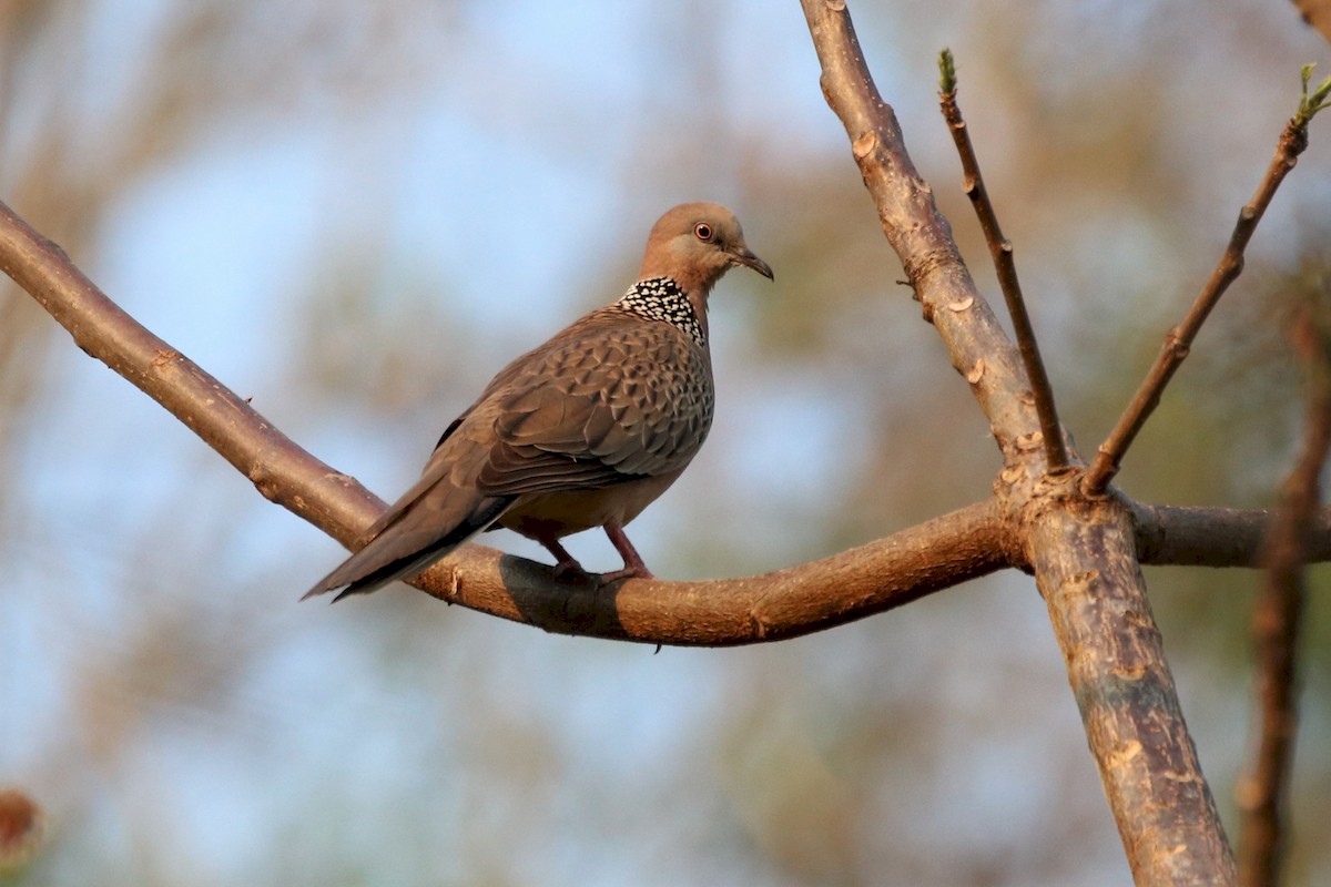 Spotted Dove - ML226453551