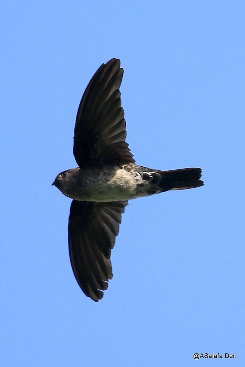 Cave Swiftlet - ML226455741