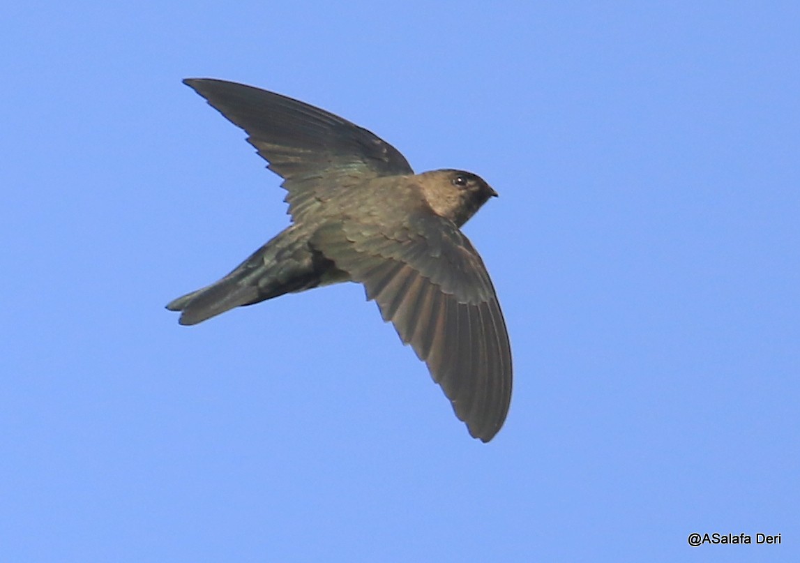 Cave Swiftlet - ML226456801
