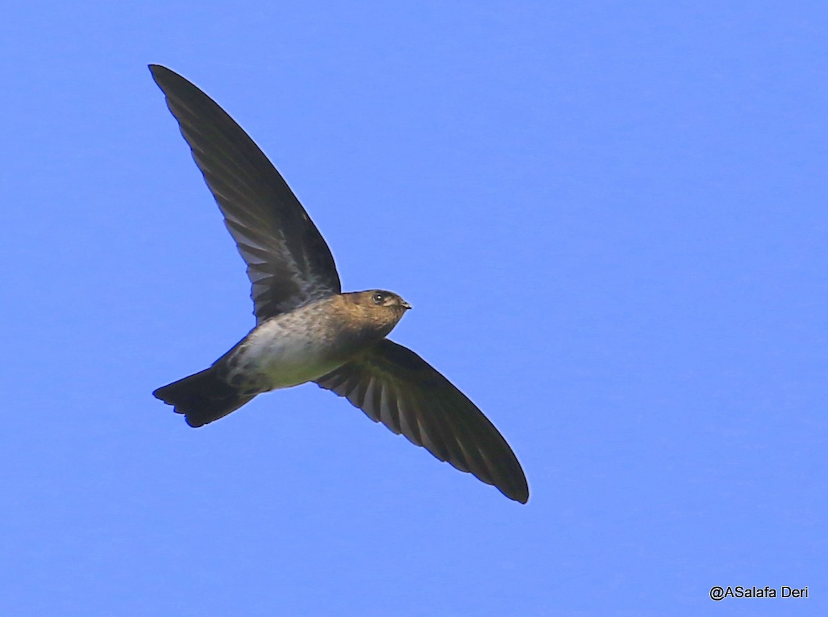 Cave Swiftlet - ML226456811
