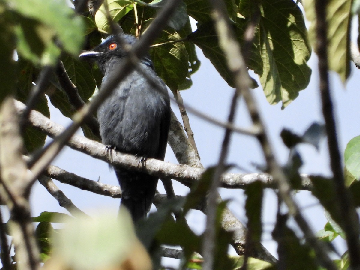 Square-tailed Drongo - ML226458931