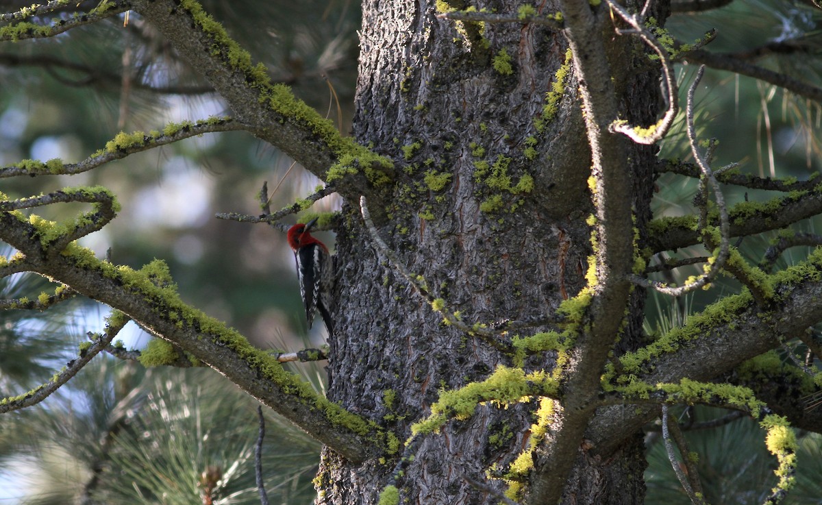 Red-breasted Sapsucker - ML22646031