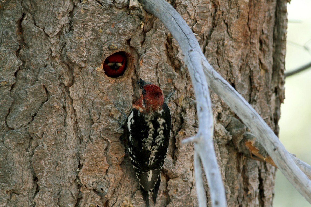 Red-breasted Sapsucker - ML22646111