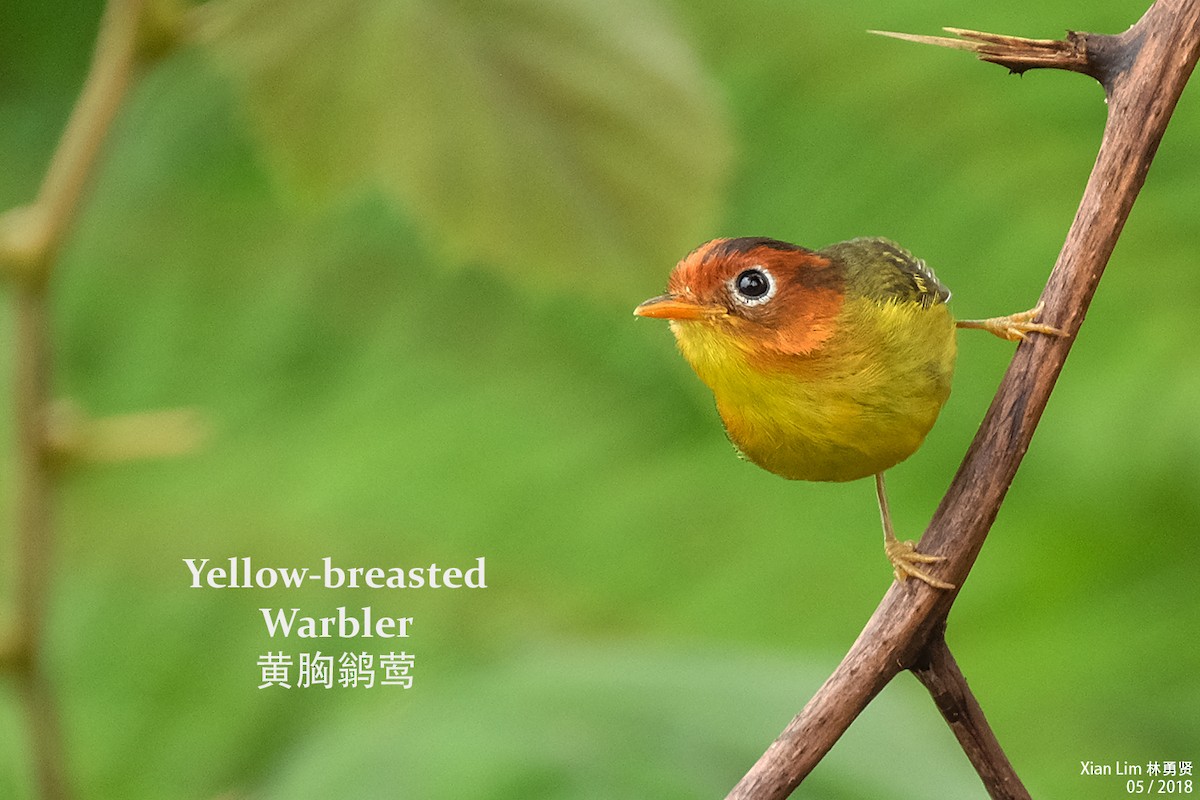 Yellow-breasted Warbler - ML226461241