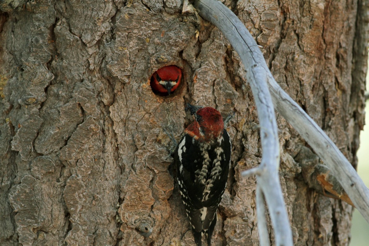 Red-breasted Sapsucker - ML22646151