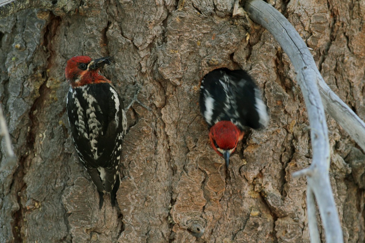 Red-breasted Sapsucker - ML22646221