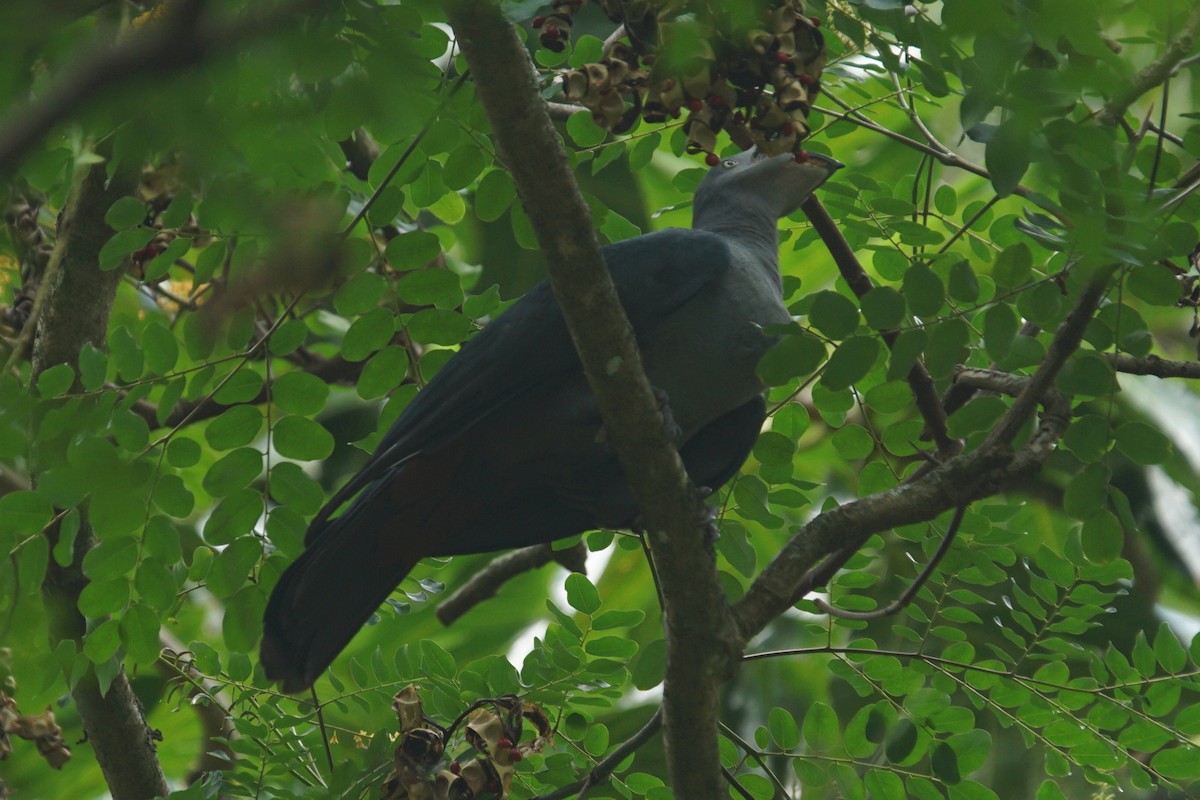 Marquesas Imperial-Pigeon - ML226462571