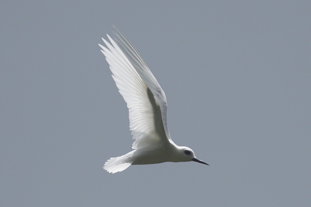 White Tern (Little) - ML226463021