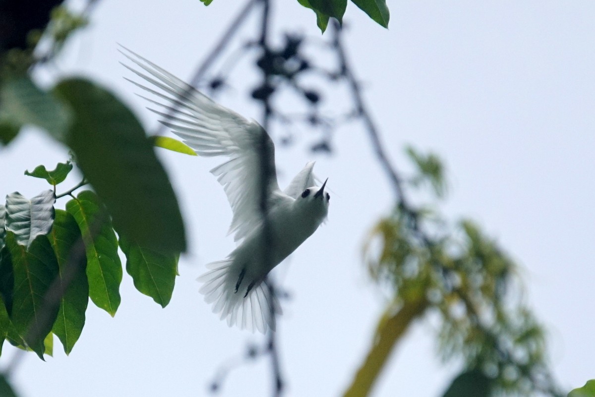 White Tern (Little) - Mike Pennington