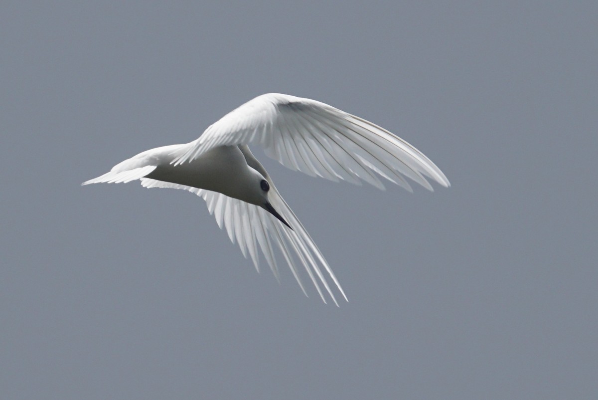 White Tern (Little) - Mike Pennington