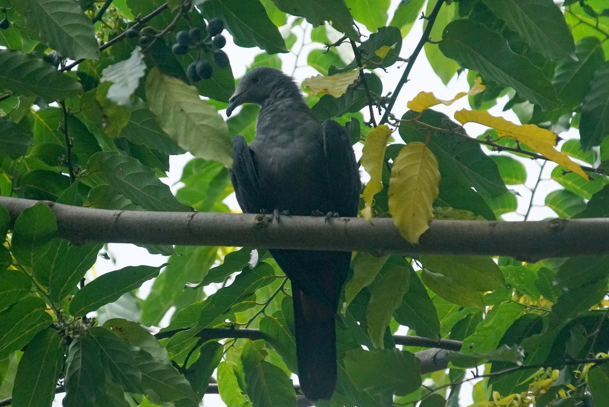 Marquesas Imperial-Pigeon - ML226463221