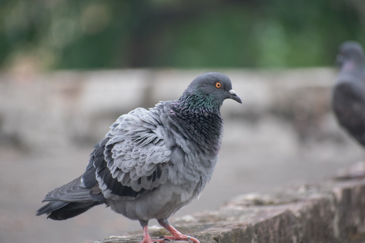 Rock Pigeon (Feral Pigeon) - Shounak Das