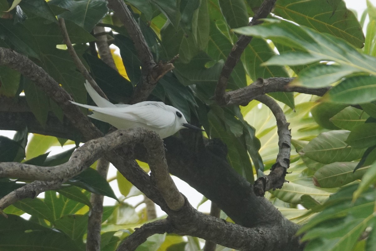 White Tern (Little) - ML226463361